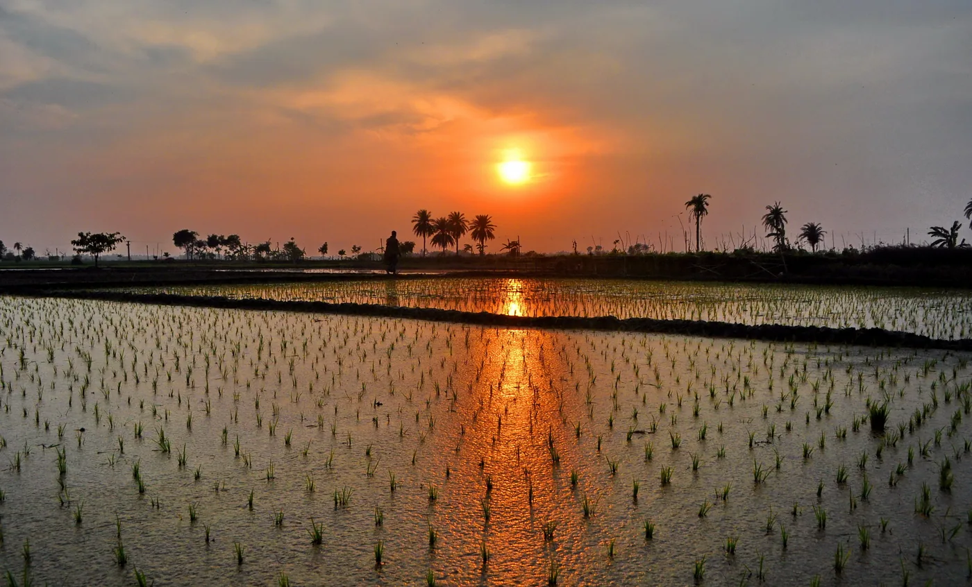 Newly planted paddy fields at sunset in Ruppur, West Bengal